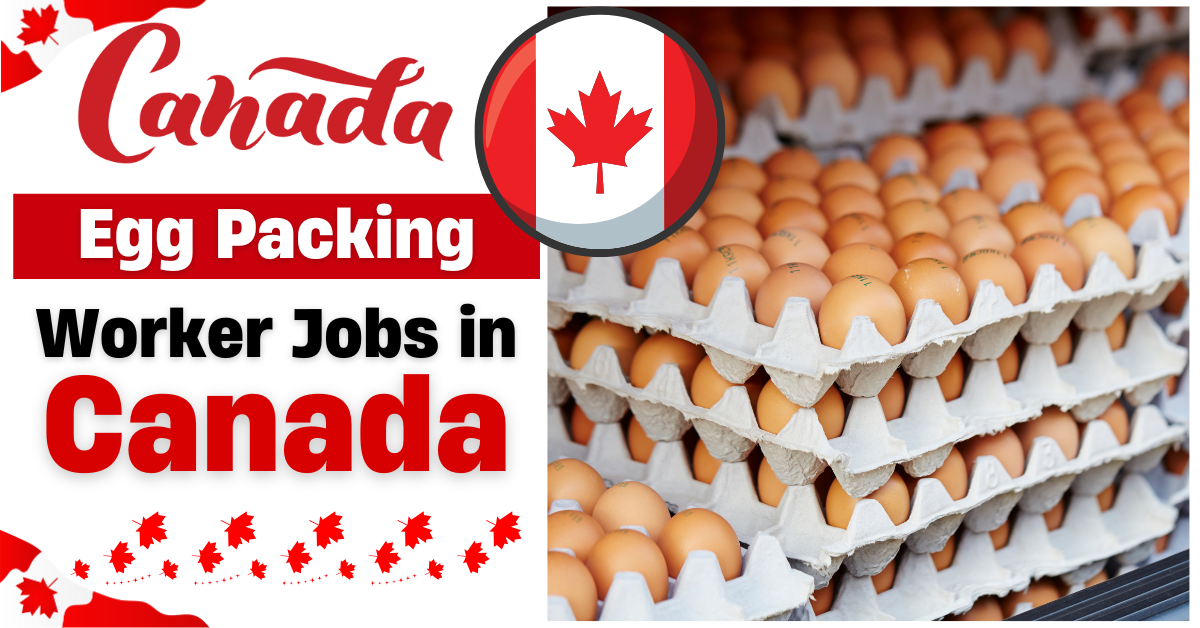 Egg Packing Positions in Canada with Visa Sponsorship (CAD 20 Per Hour)